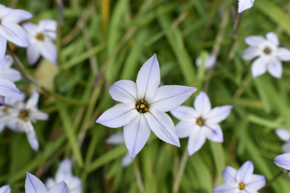 a close up of a flower