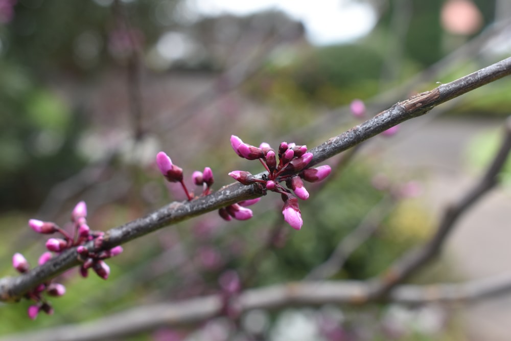 a close up of a branch with pink flowers