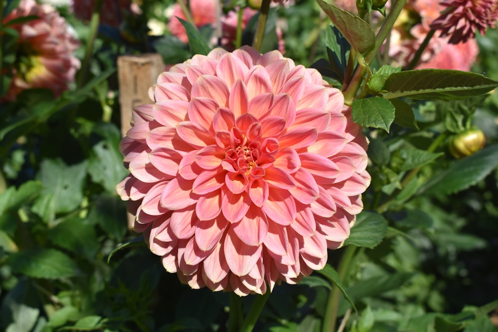 a pink flower with green leaves