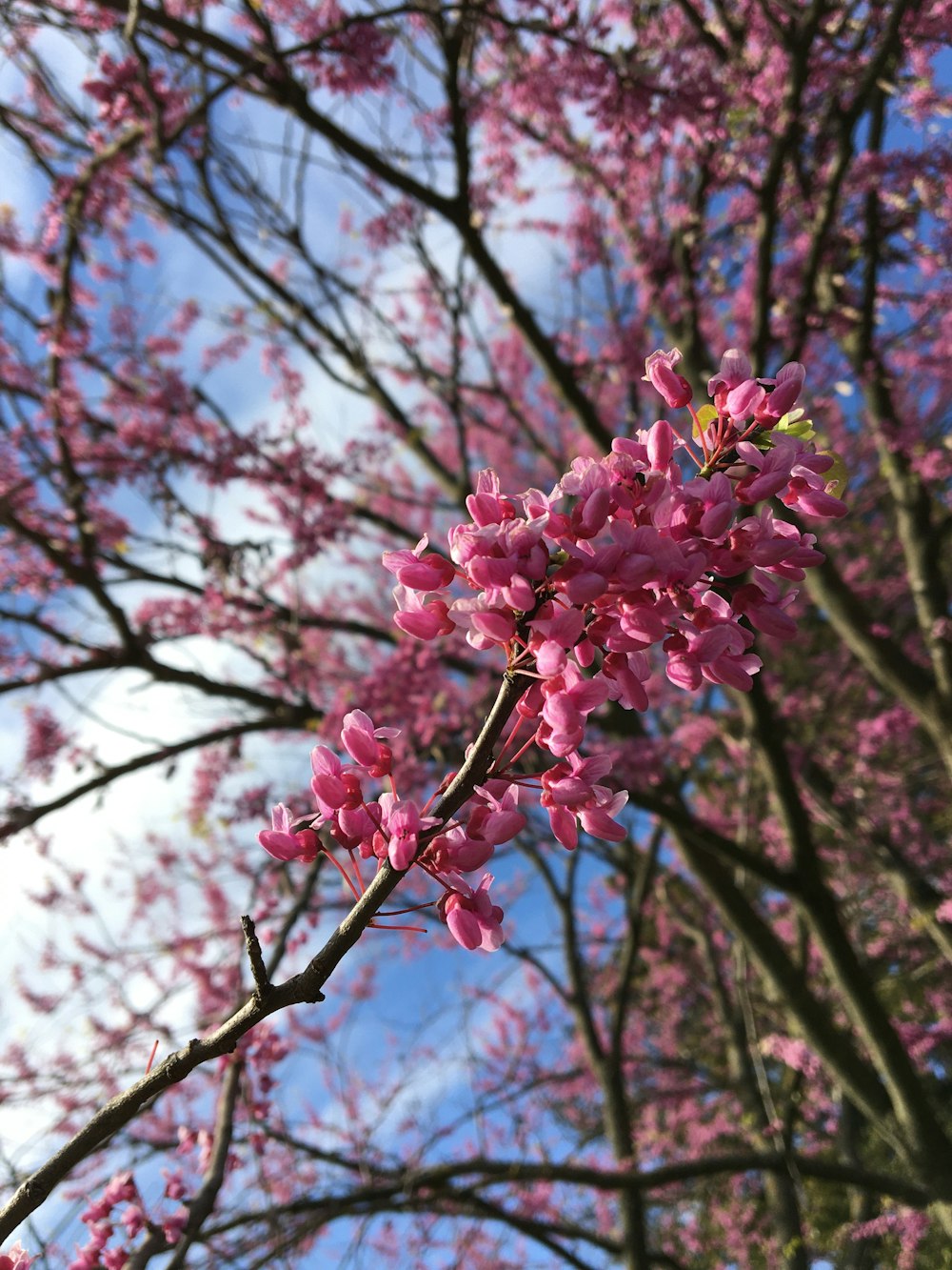 pink flowers on a tree