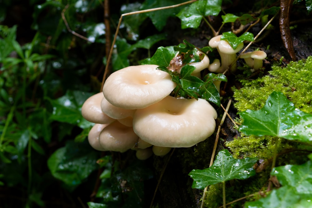 mushrooms growing in the forest