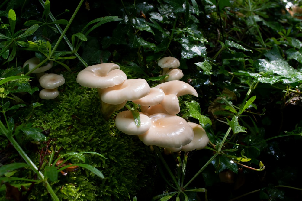 a group of mushrooms growing in the grass