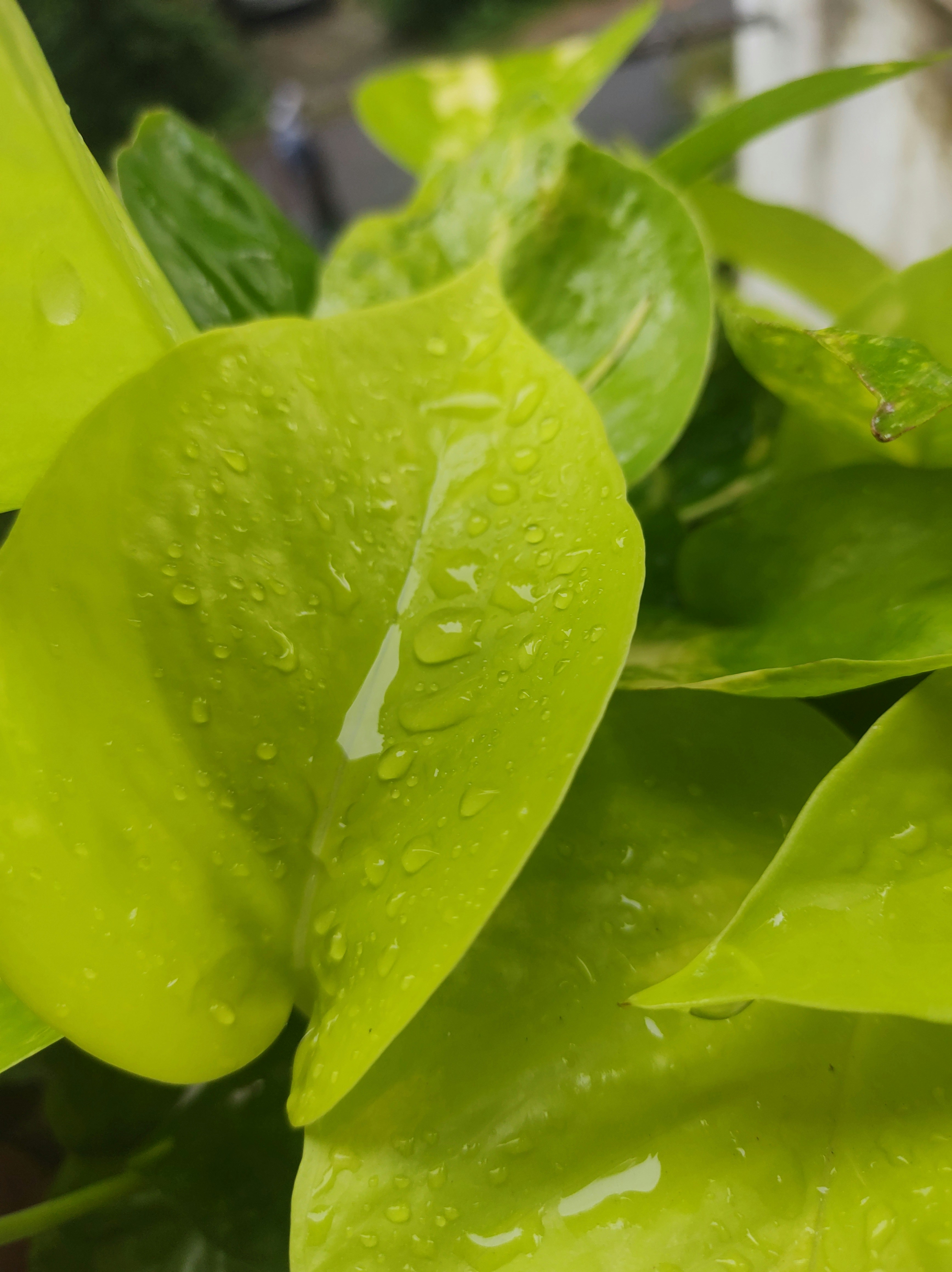 a close up of a leaf