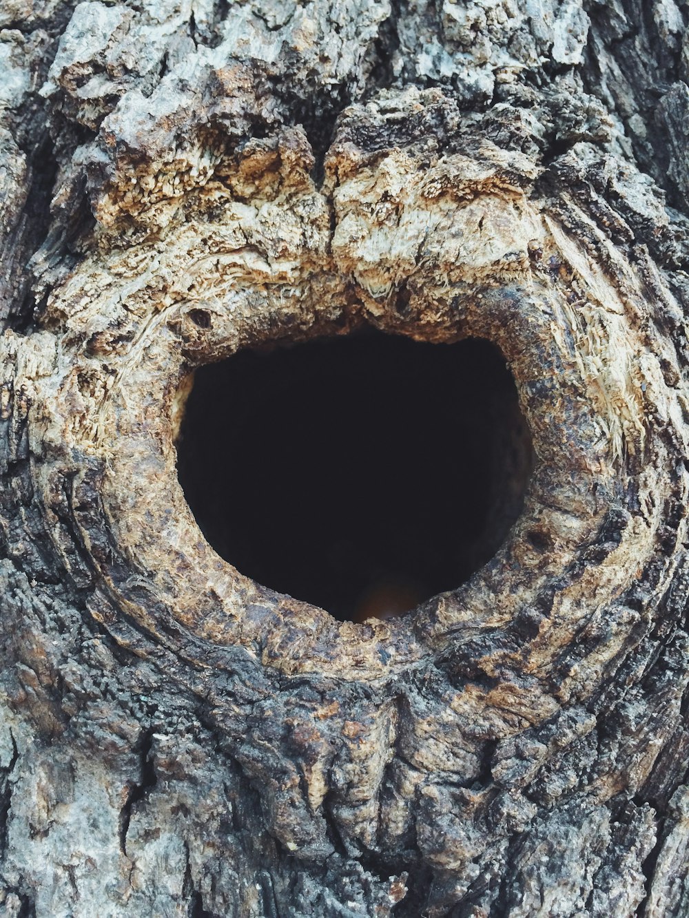 Un trou dans un arbre