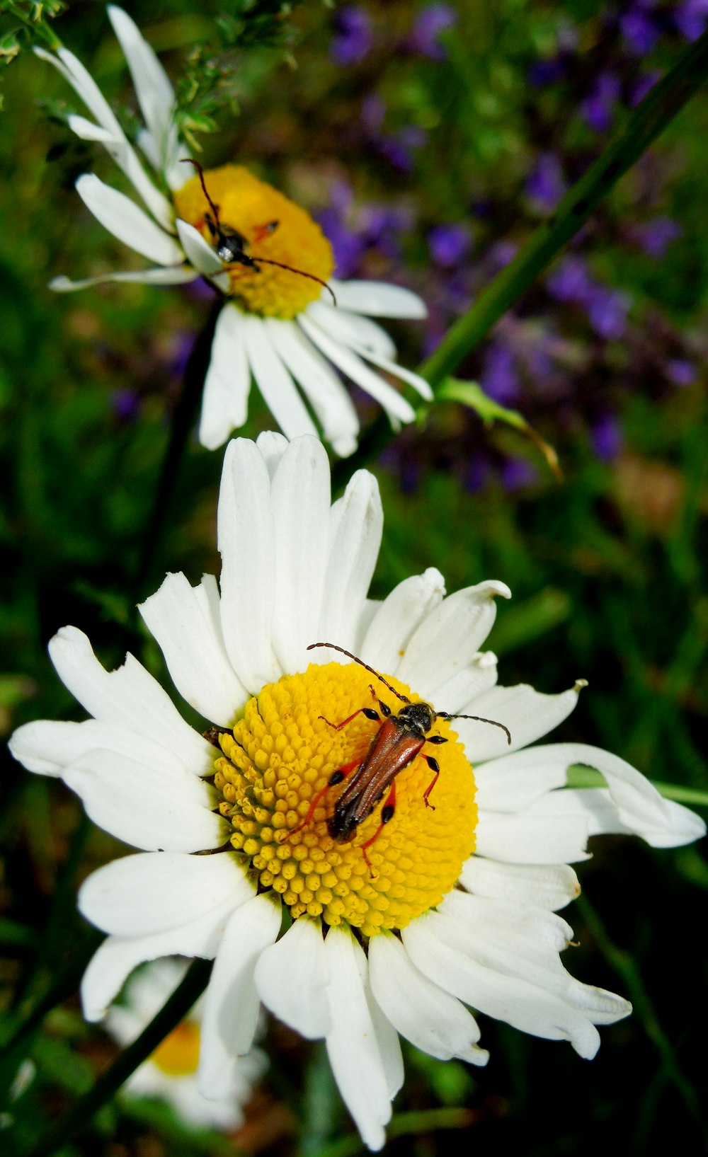 a bee on a white flower