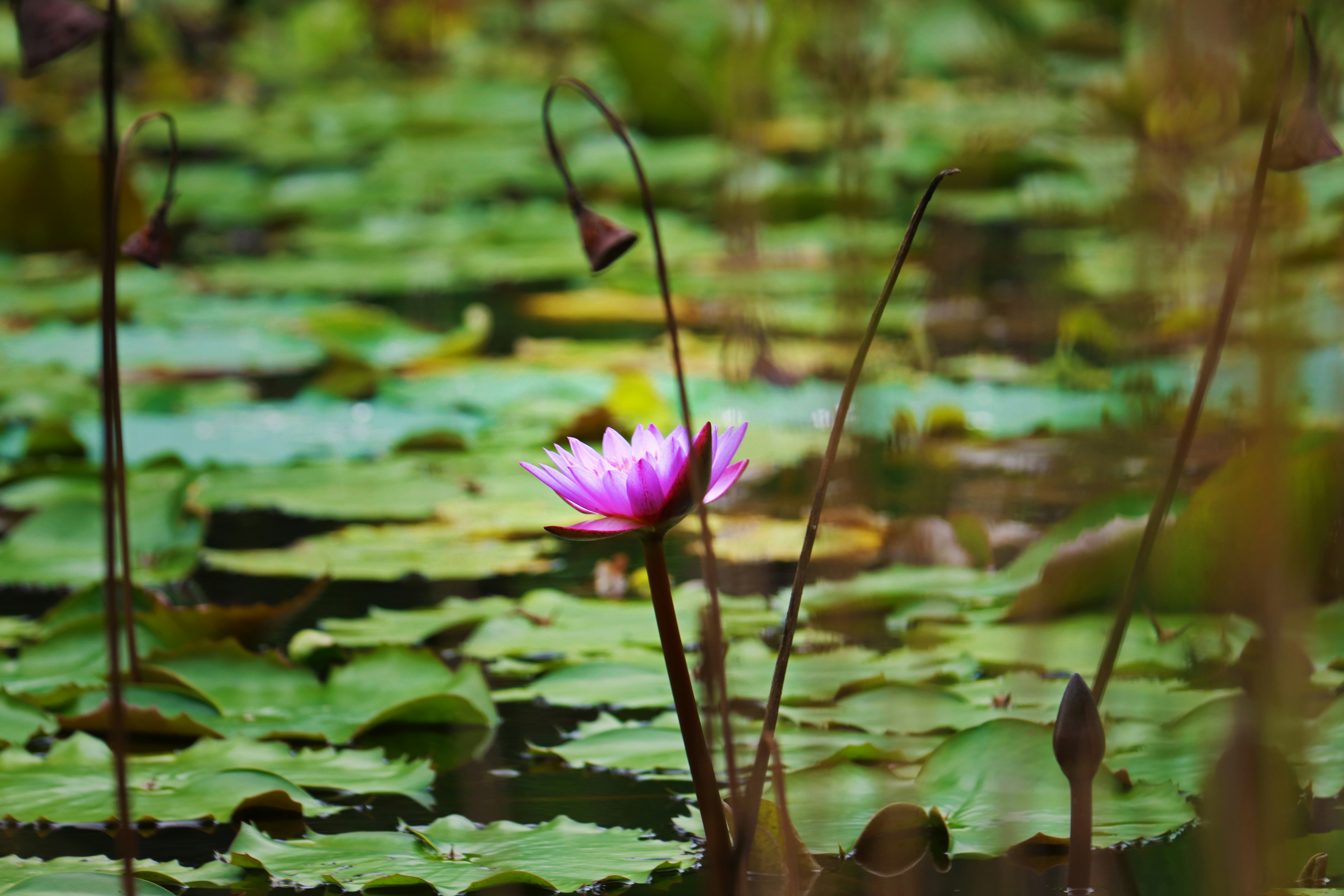 Photo by mugilan_photography