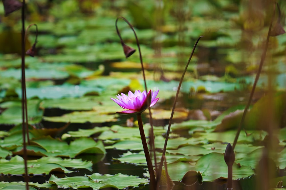 a flower in a pond