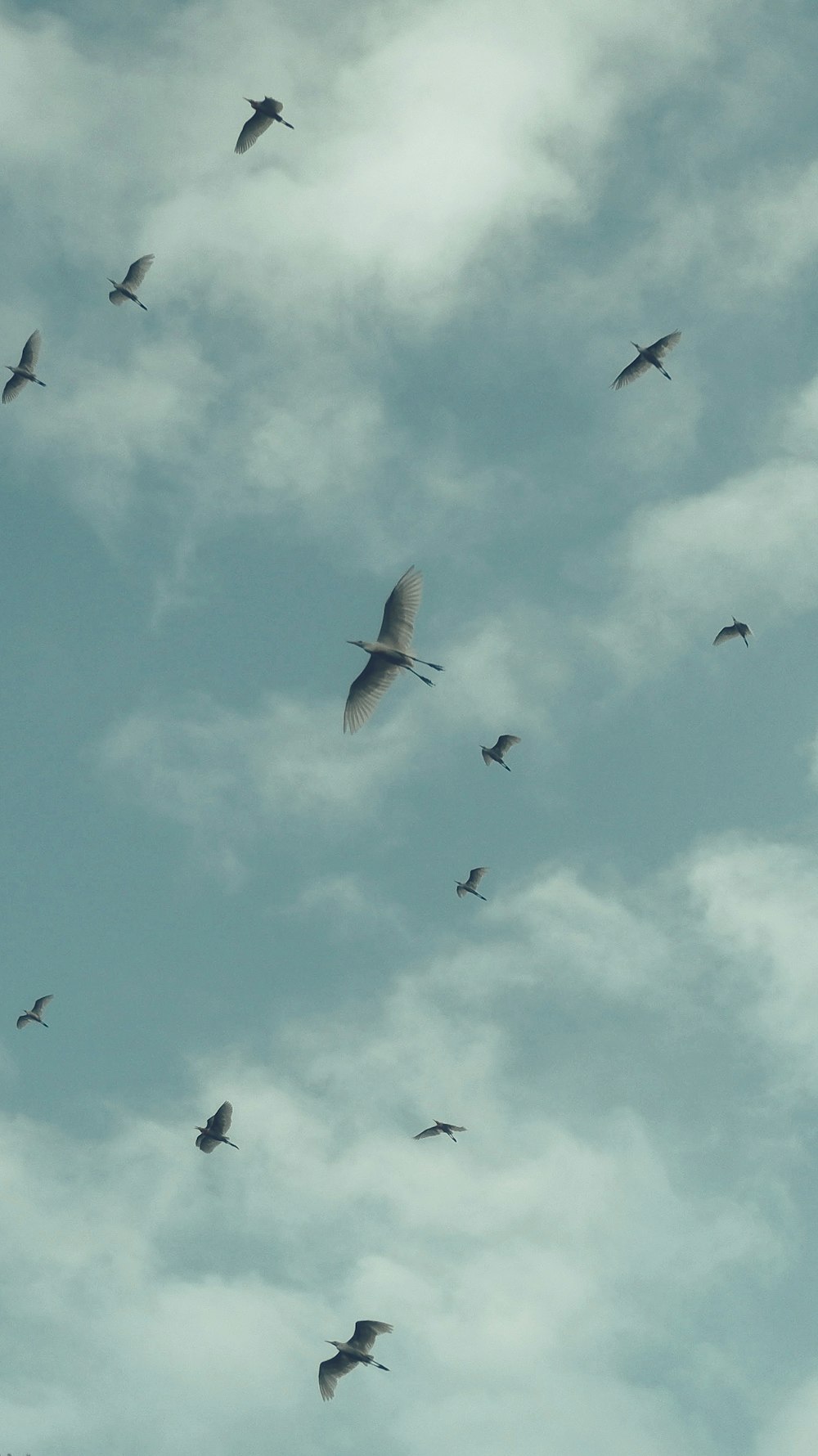 a flock of birds flying in the sky