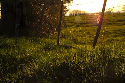 Sunlit plot corner with golden grass and a stone boundary.