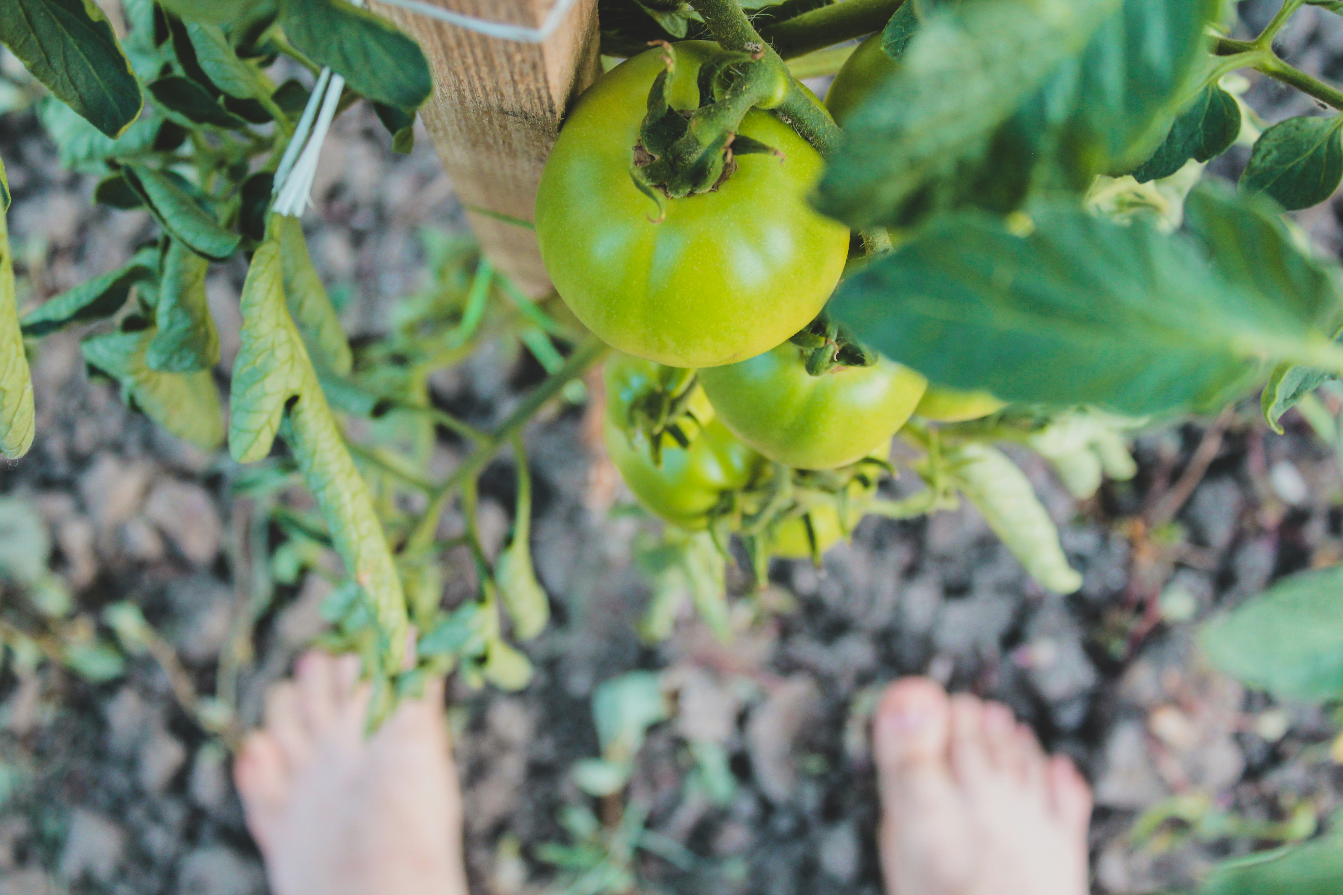 Beginner vegetable gardening tips: Inspecting plants for pests