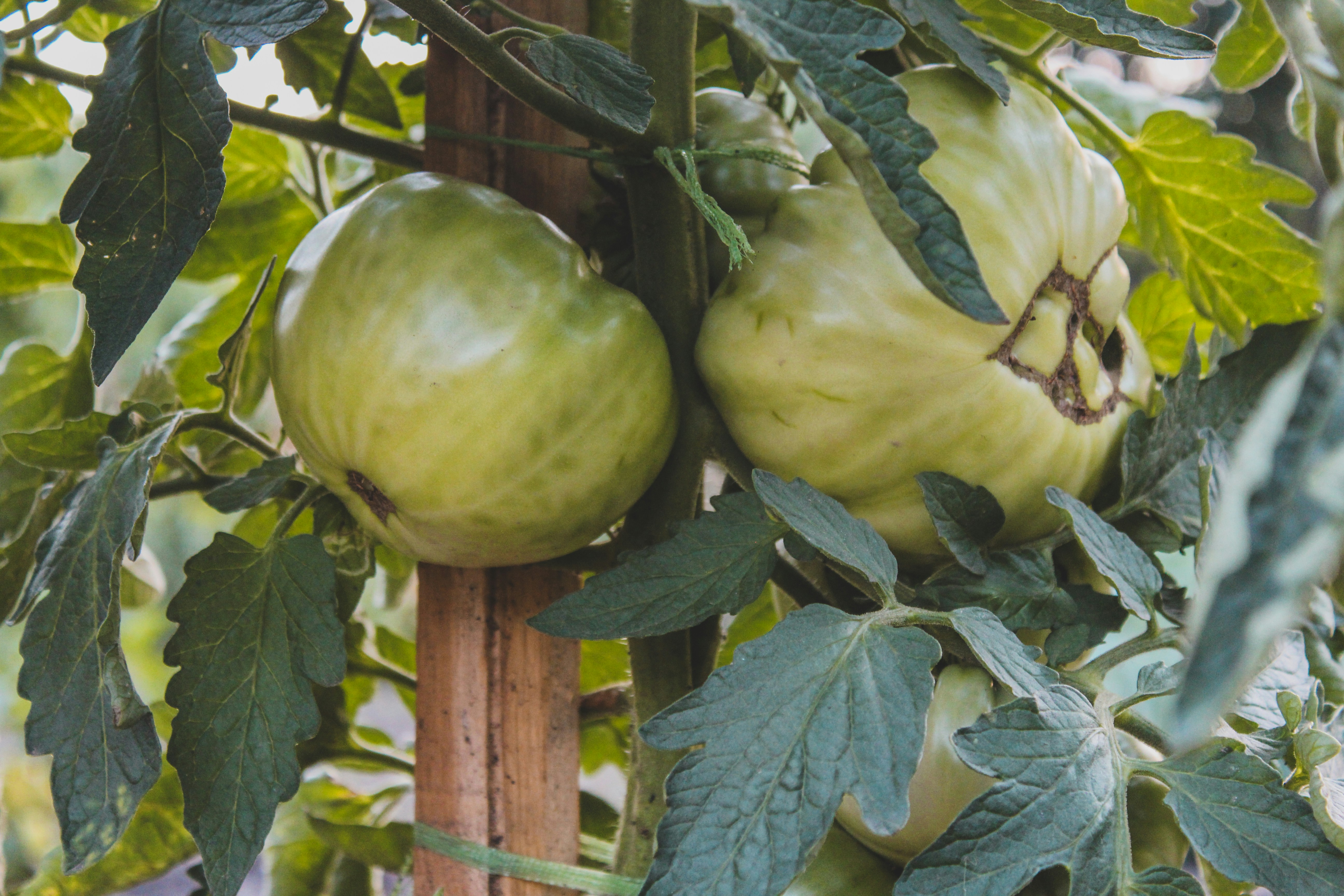 Photo by czapp_arpad