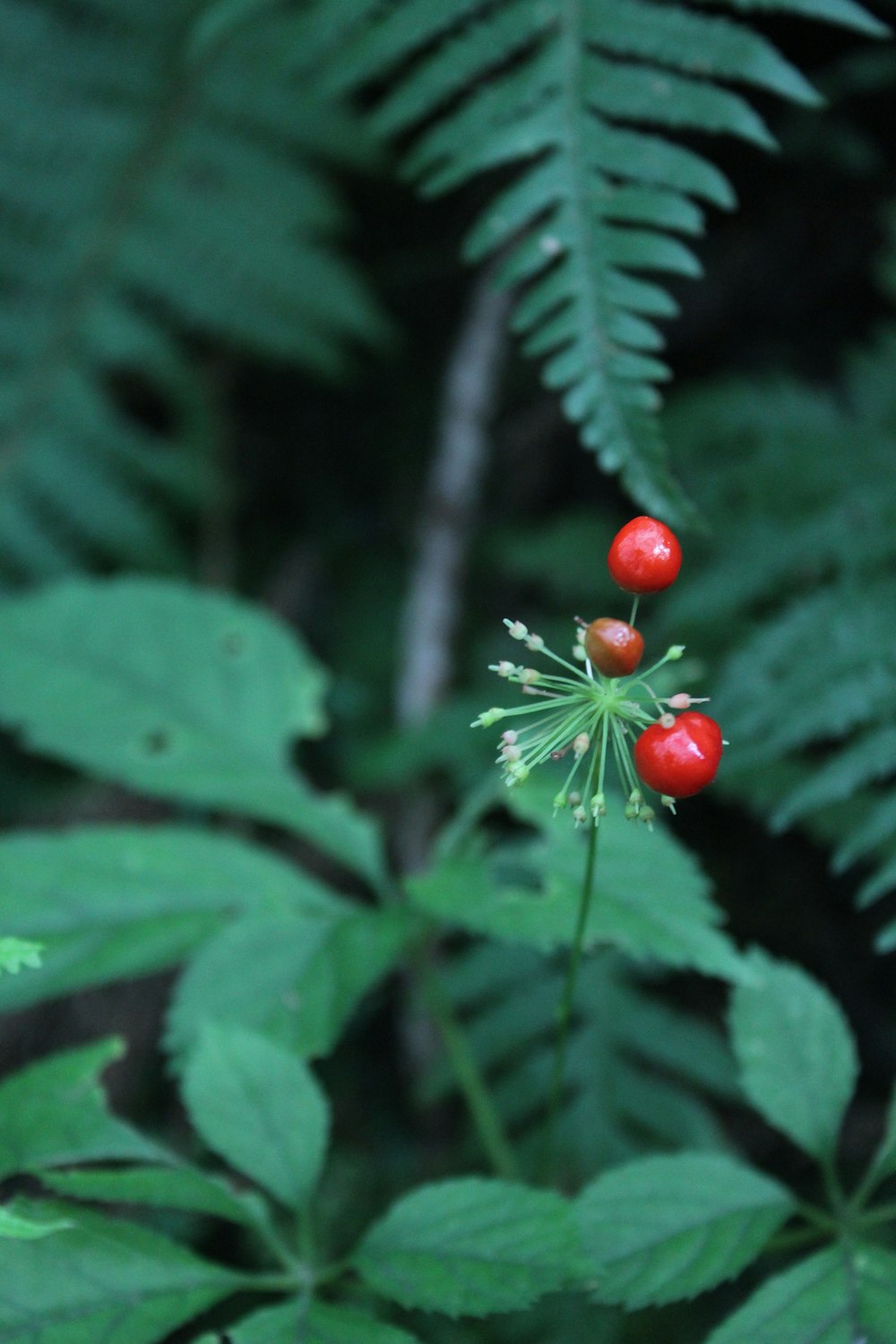 a group of red berries on a tree