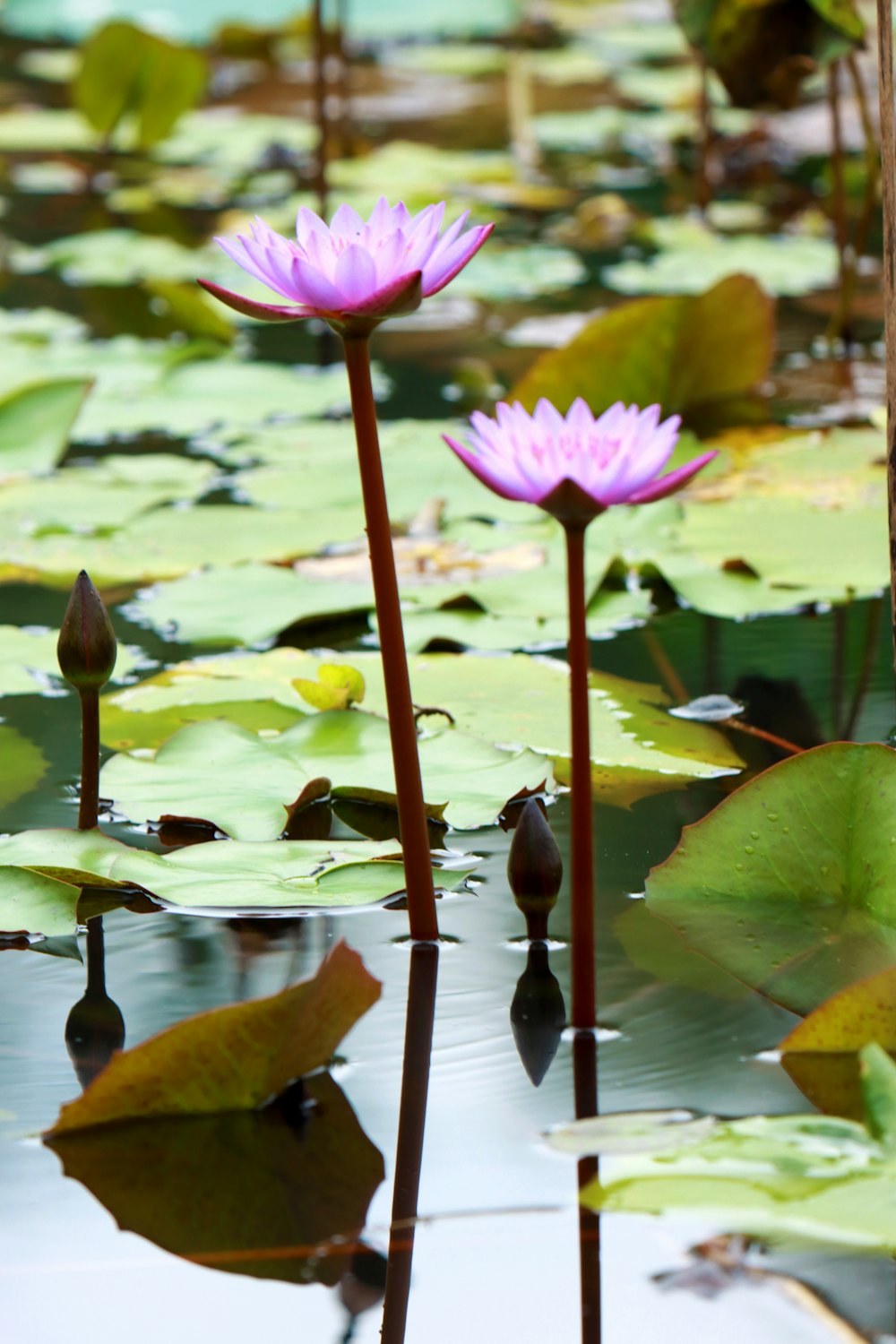 um grupo de flores em uma lagoa