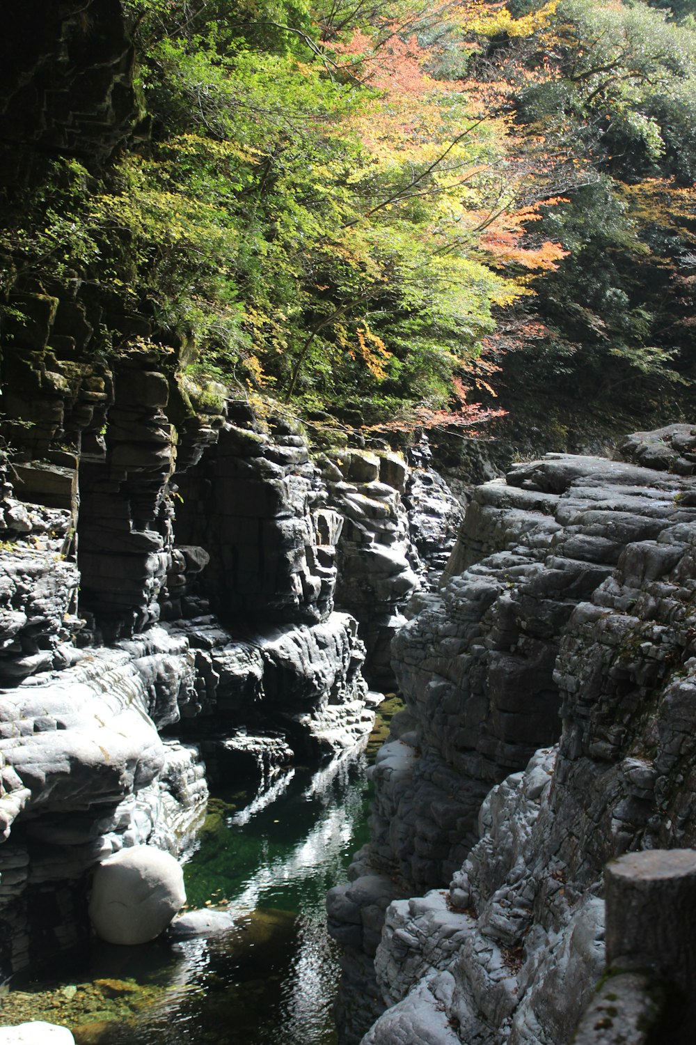 a river flowing through a forest