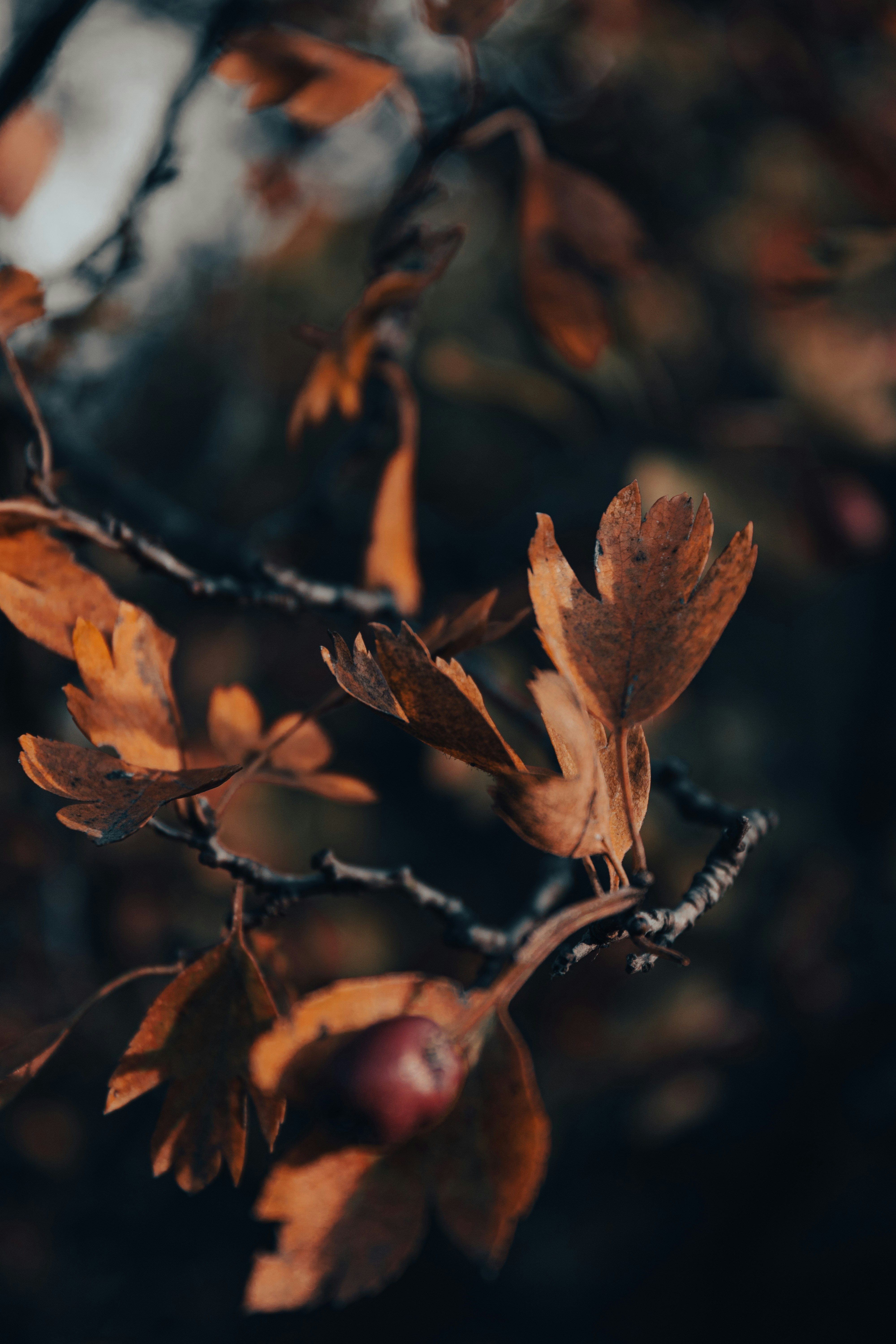 Photo by dariussx000