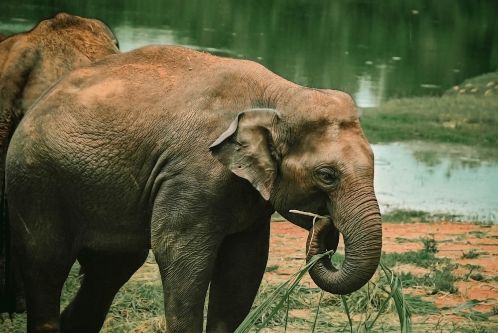 an elephant with its trunk in its mouth