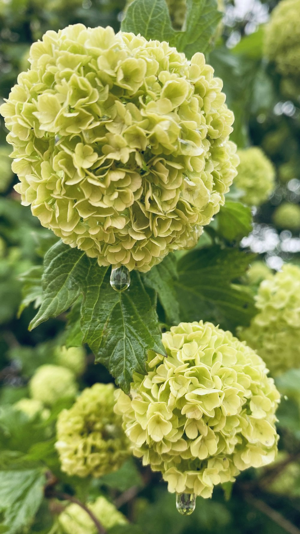 a close up of a plant