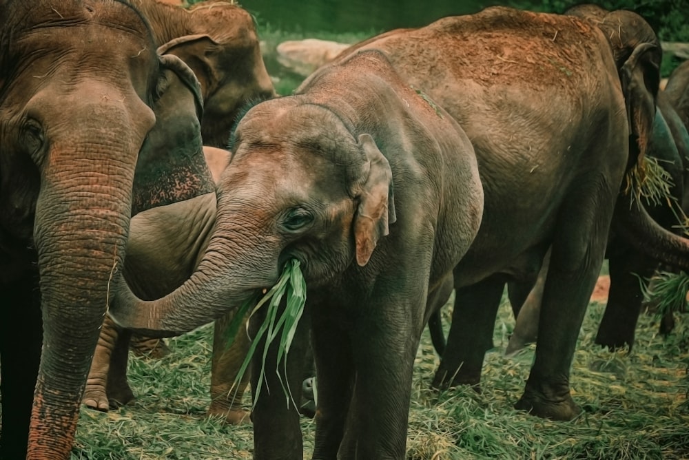 a group of elephants stand in a grassy area