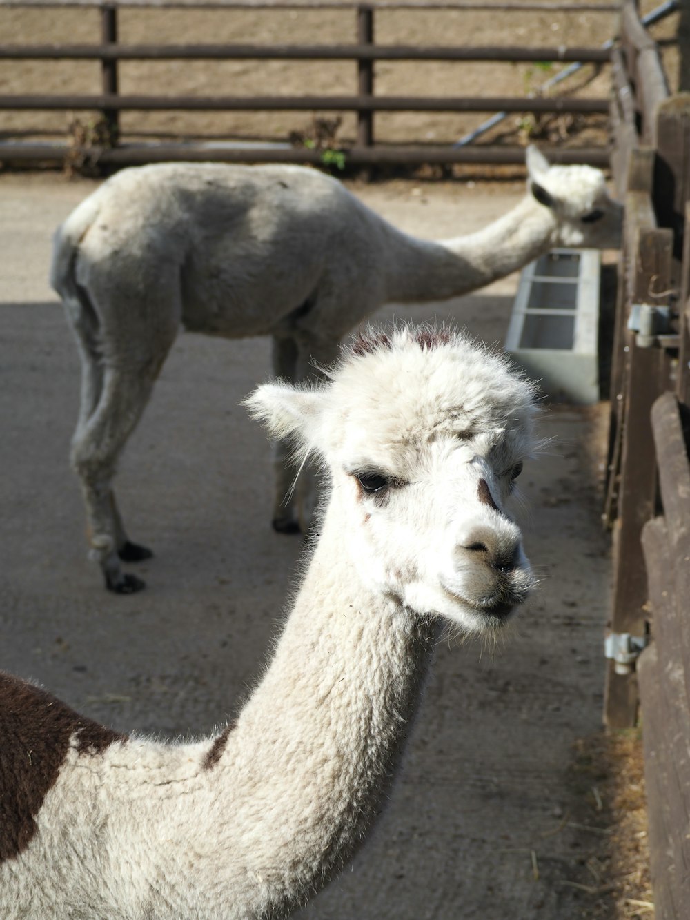 a group of animals in a pen