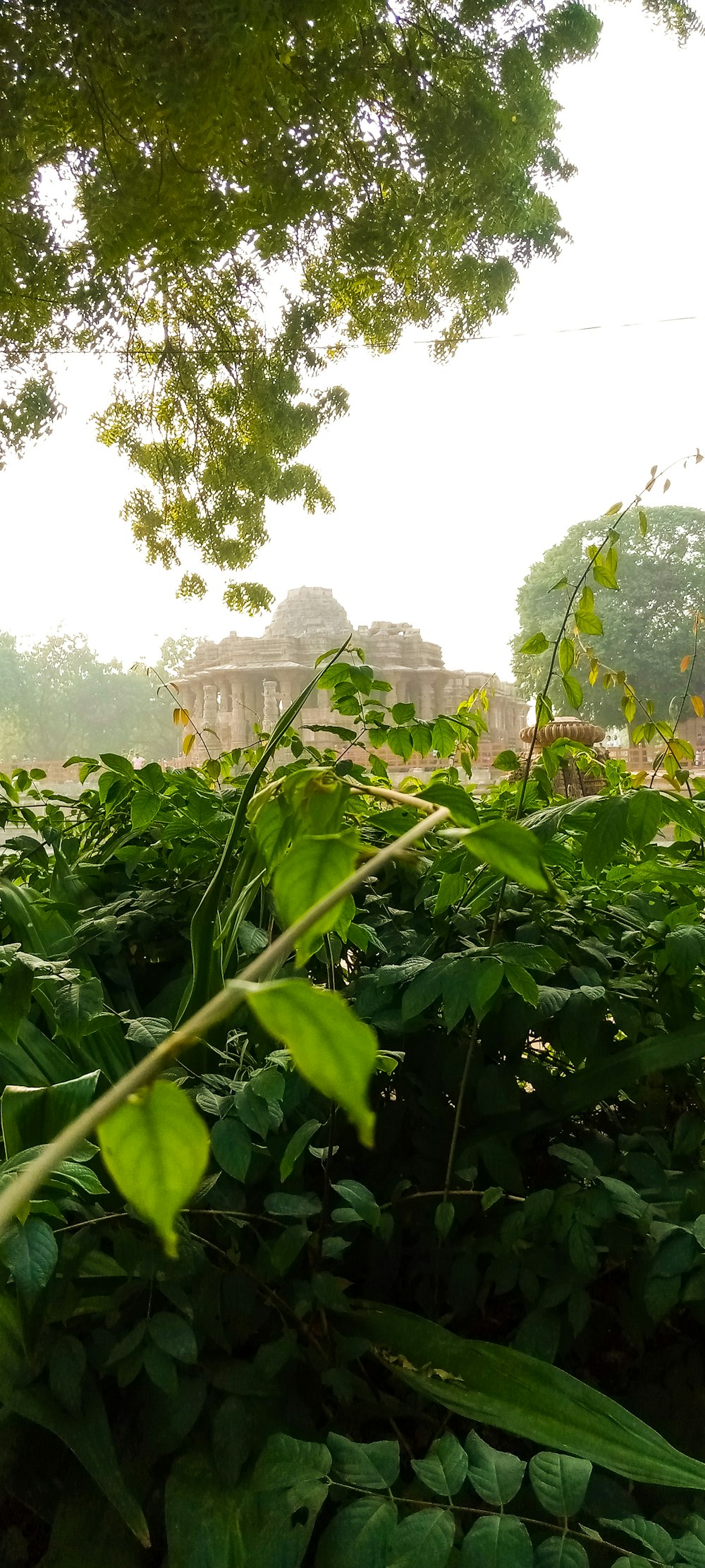 une plante à feuilles