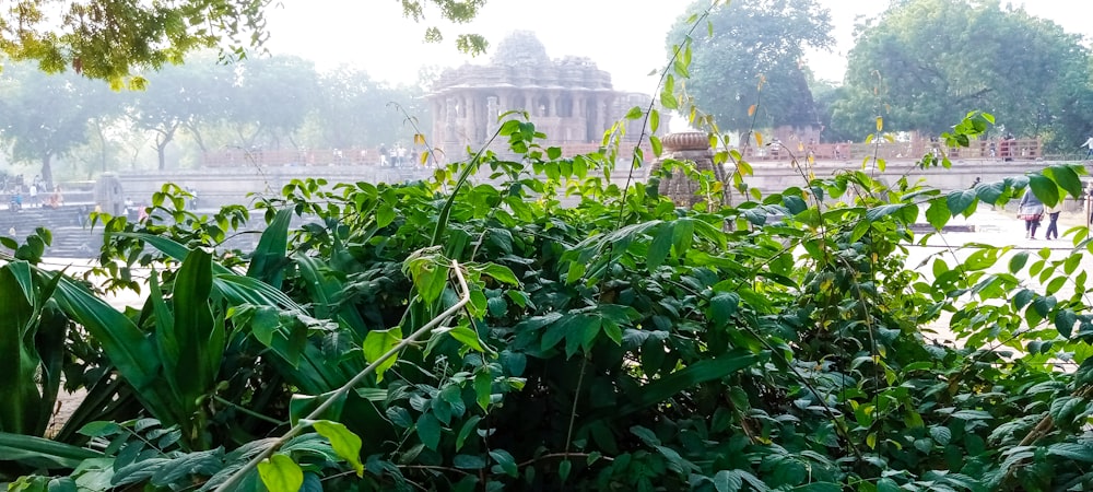 a large green plant with a building in the background