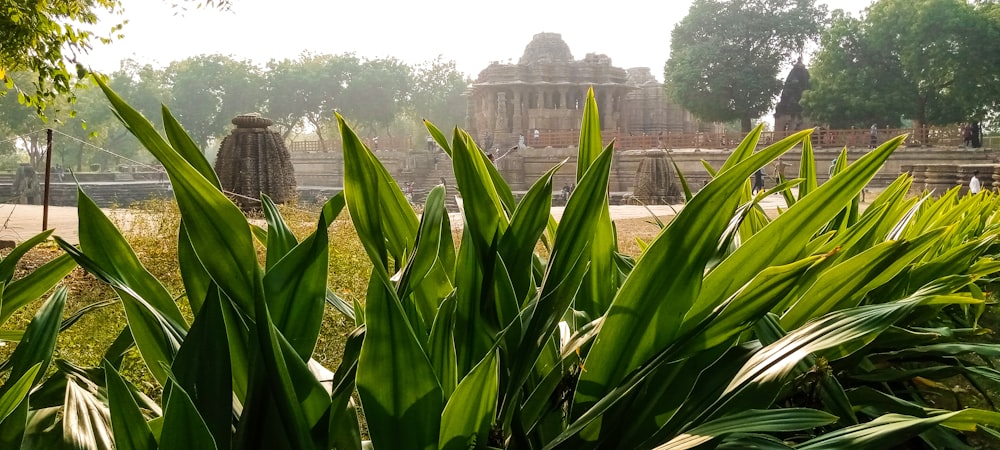 a group of plants with a building in the background