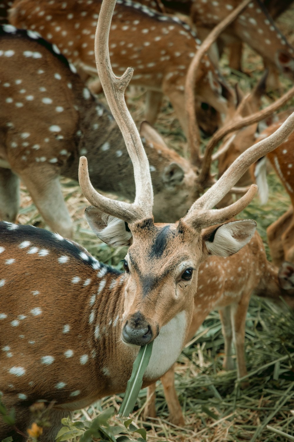 a deer with antlers