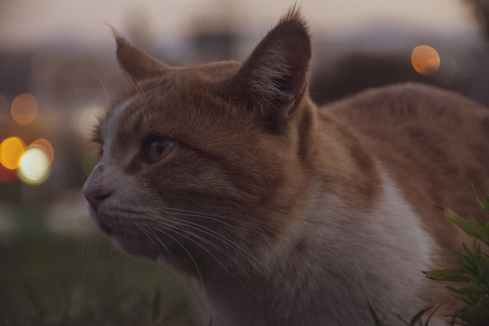 un gatto seduto fuori