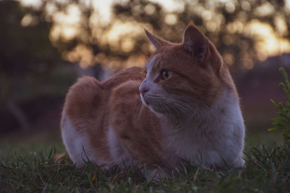 Un chat assis dans l’herbe