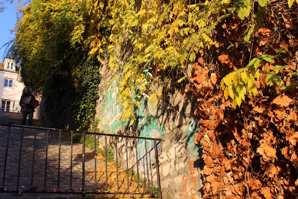 a fence and a wall with ivy