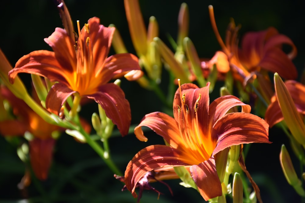 a close up of some flowers