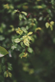 A serene image of fresh green leaves symbolizing cleansing and renewal.