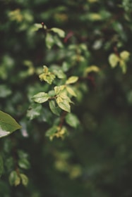 Soft green leaves bathed in morning light, representing growth and healing.