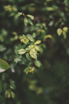 A serene sage green background symbolizing healing and recovery.