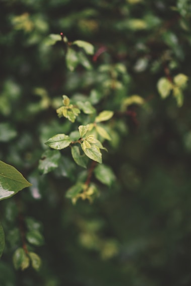 A warm, inviting therapy session with a calm green background symbolizing growth and healing.