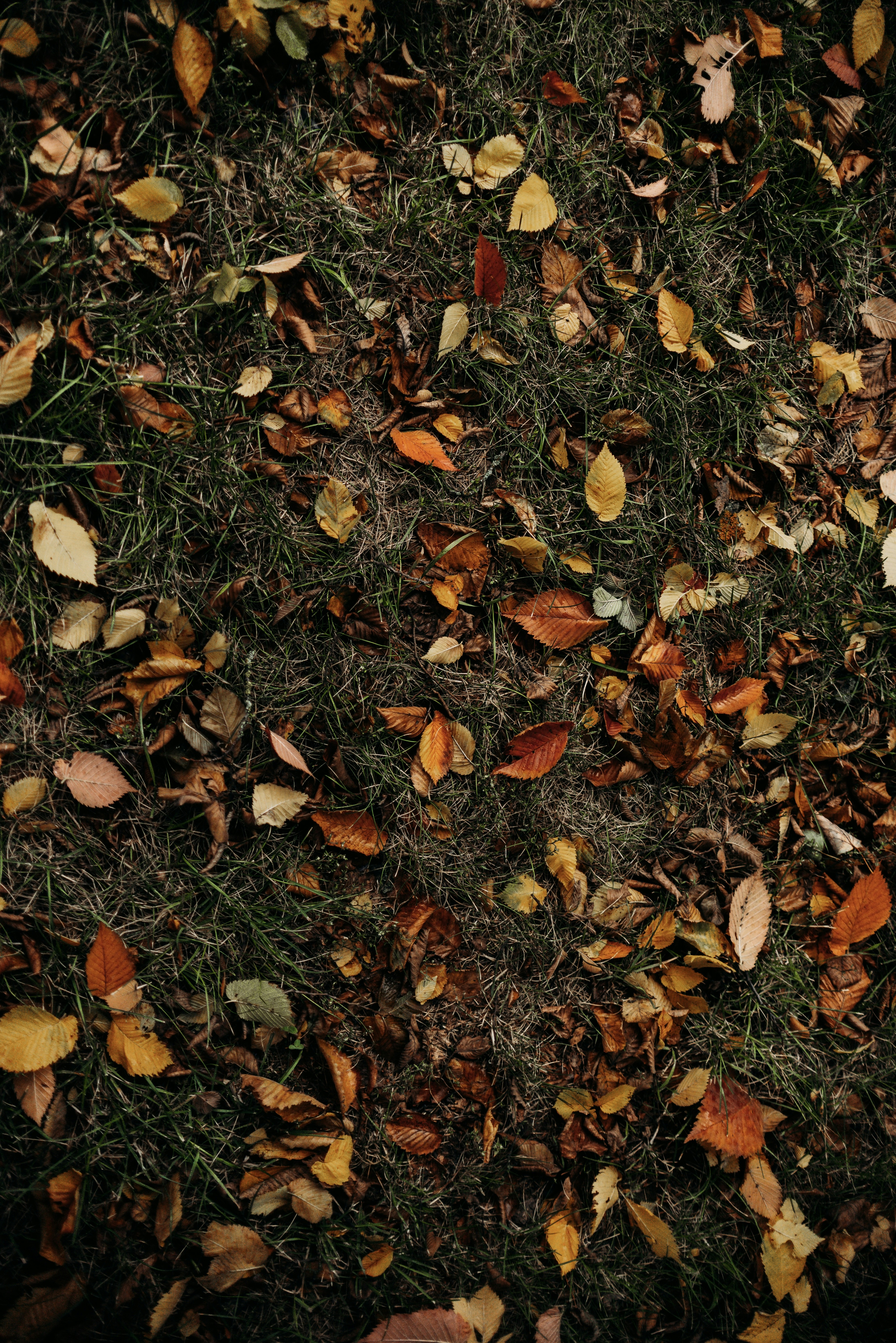 Photo by yauhenihancharenka