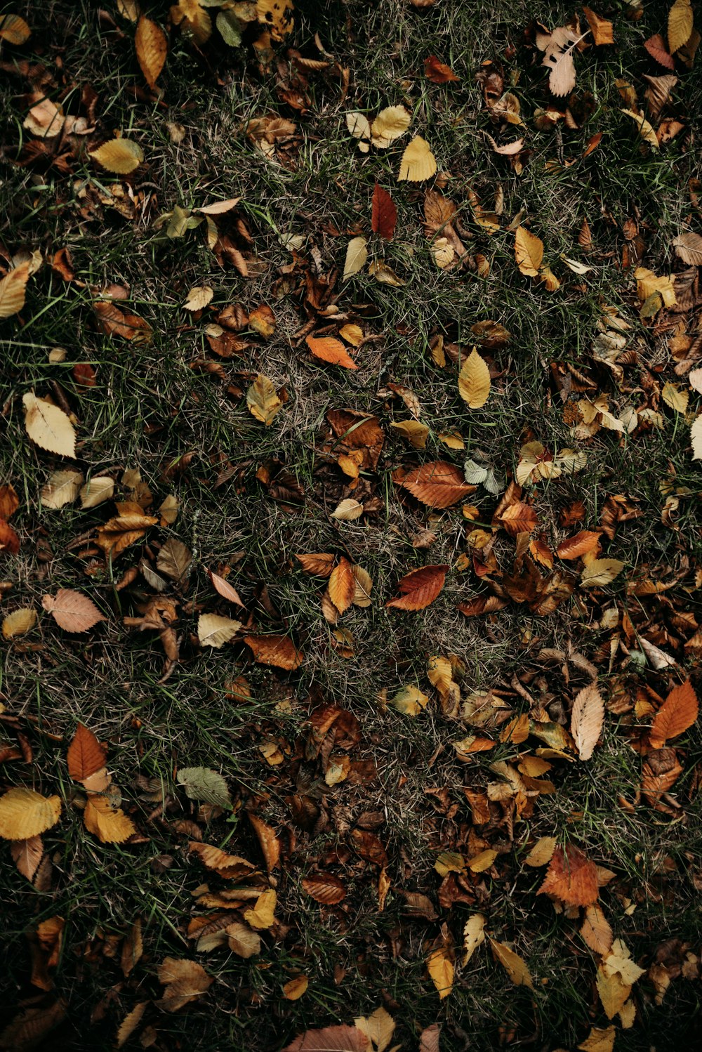 a pile of leaves