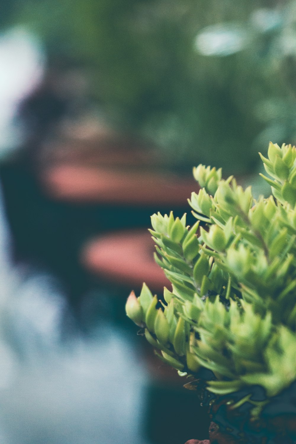 a close up of a plant