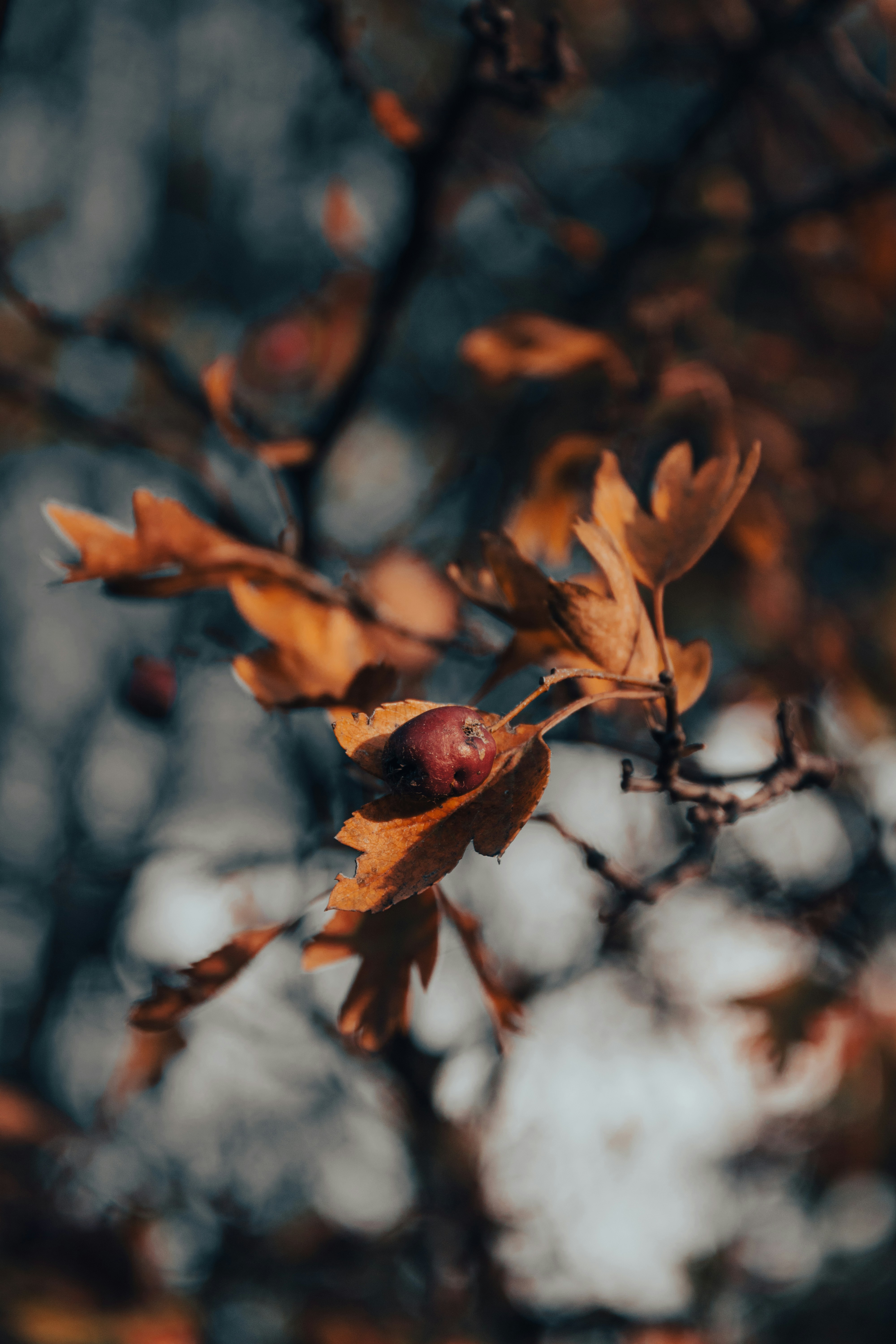 Photo by dariussx000