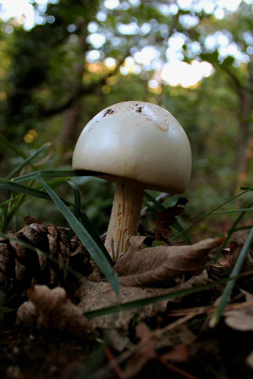 a mushroom growing in the woods