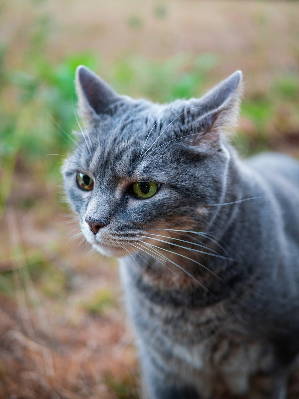 a cat looking at the camera