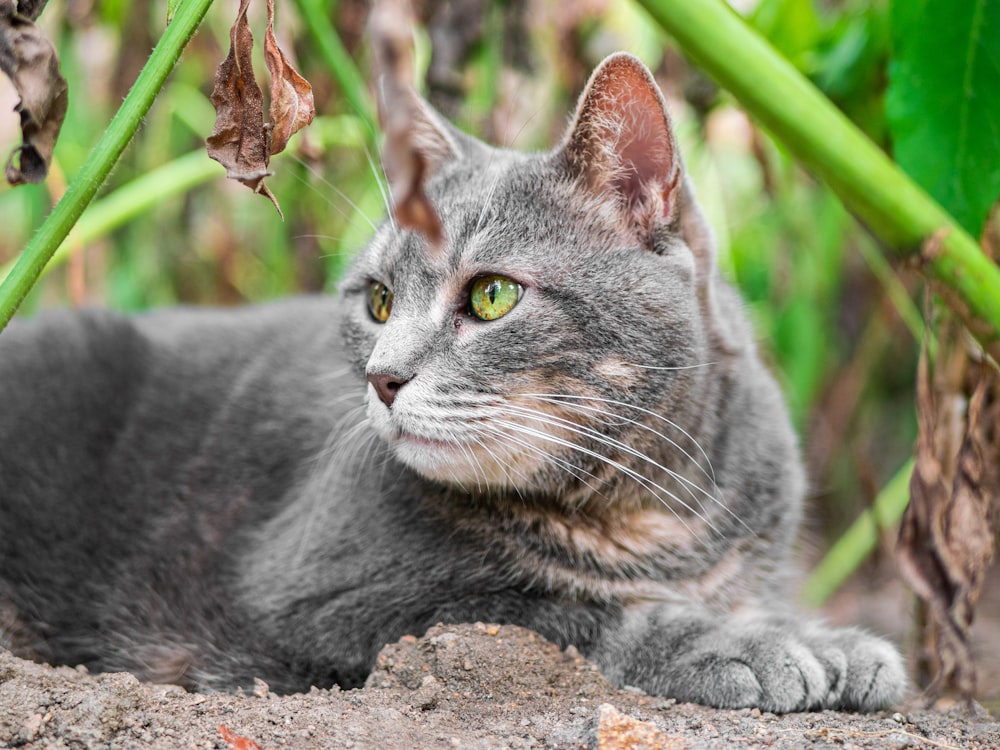 a cat lying on the ground