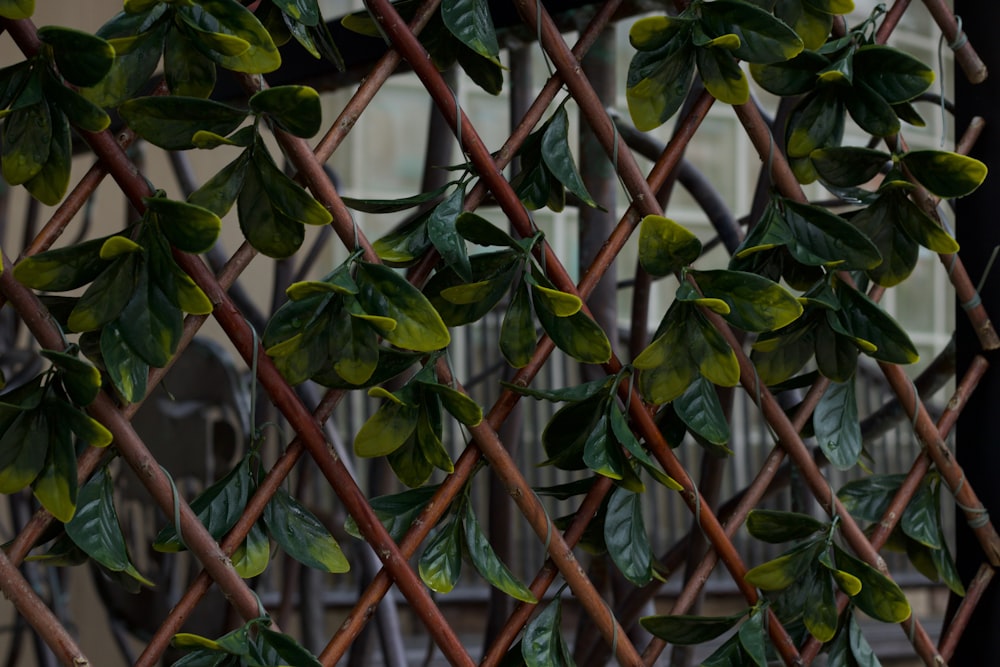 a tree with green leaves