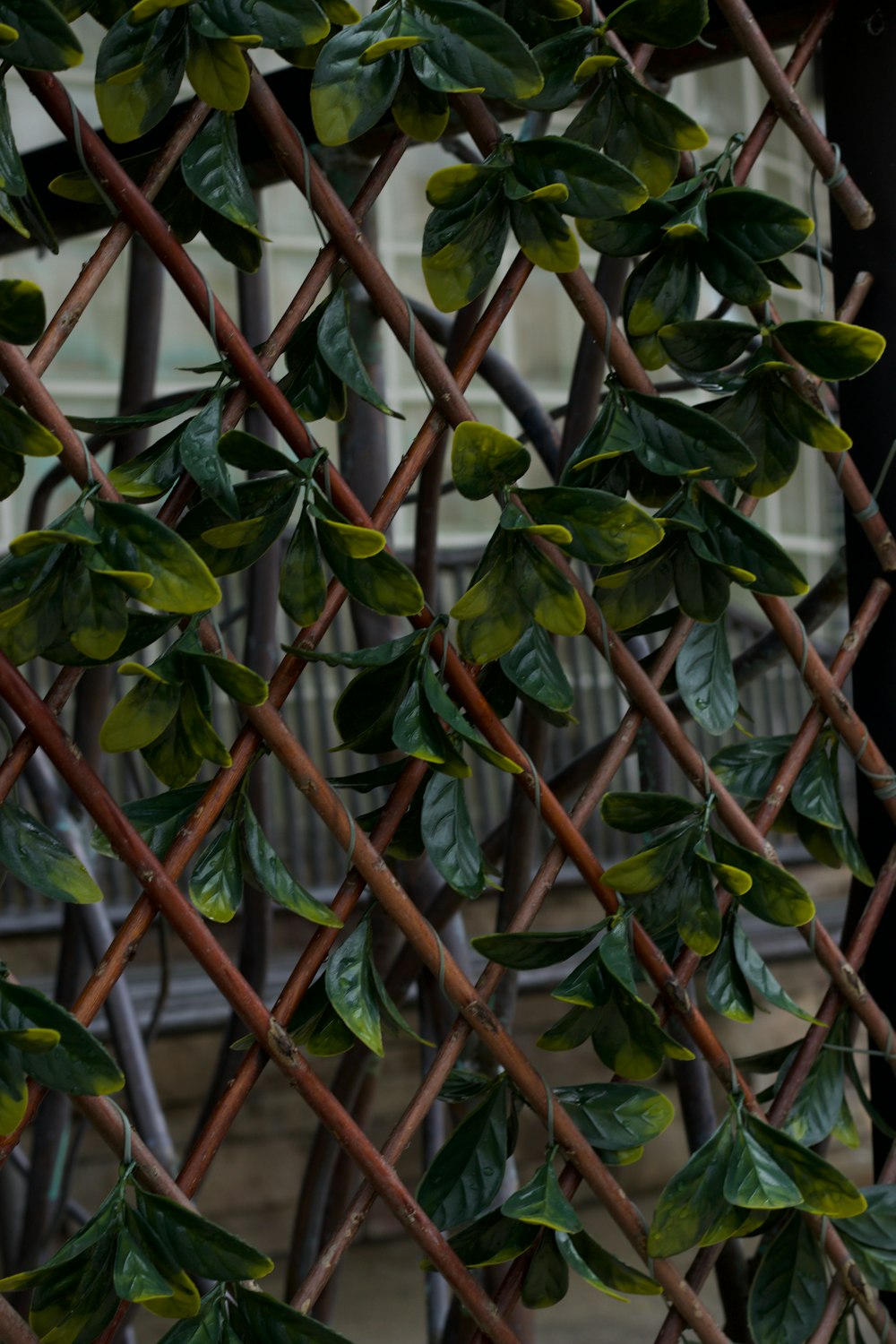 a tree with green leaves