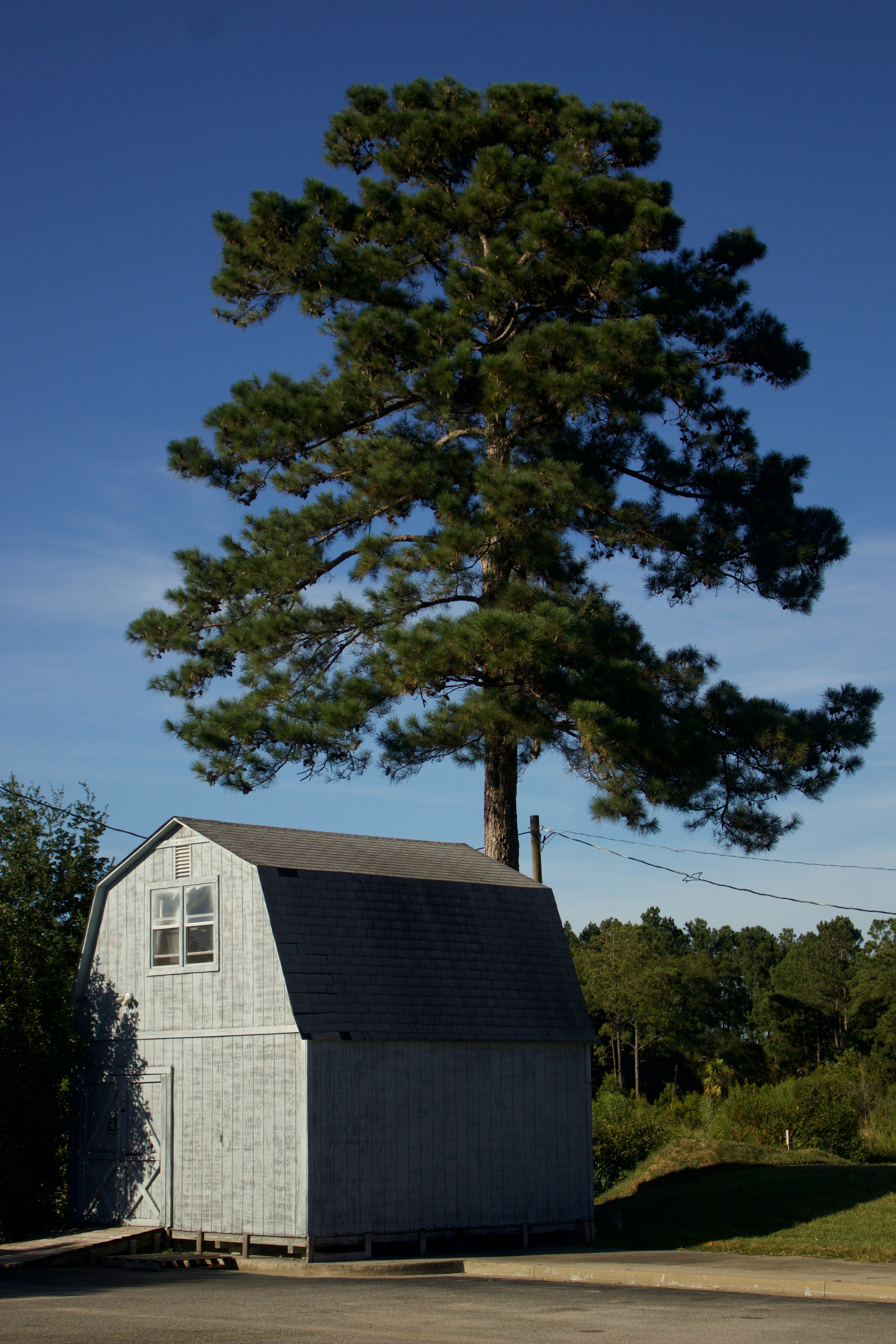a tree next to a house