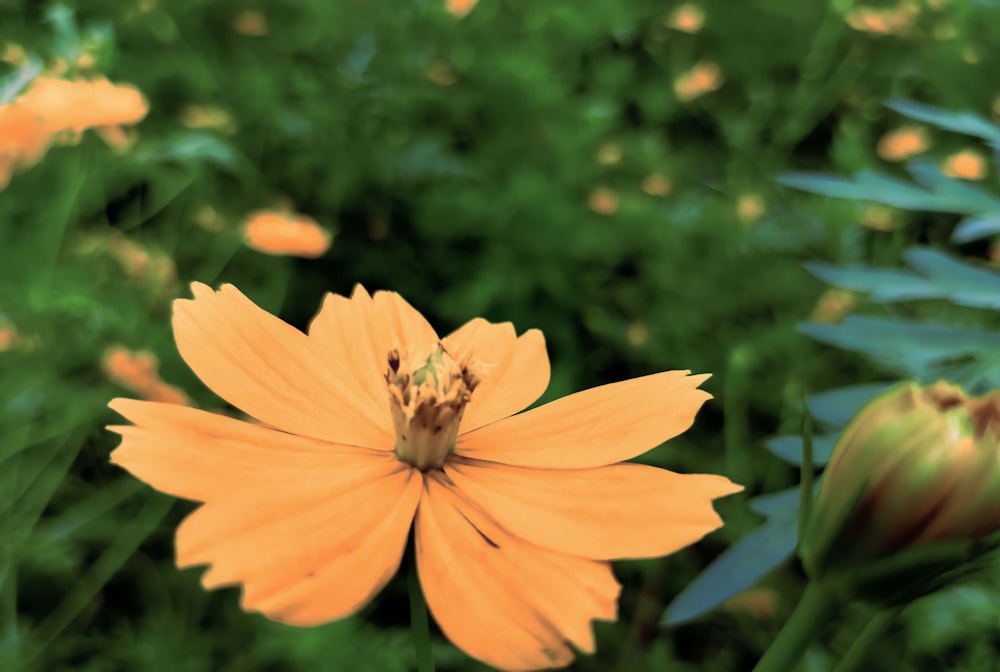 a yellow flower with green leaves