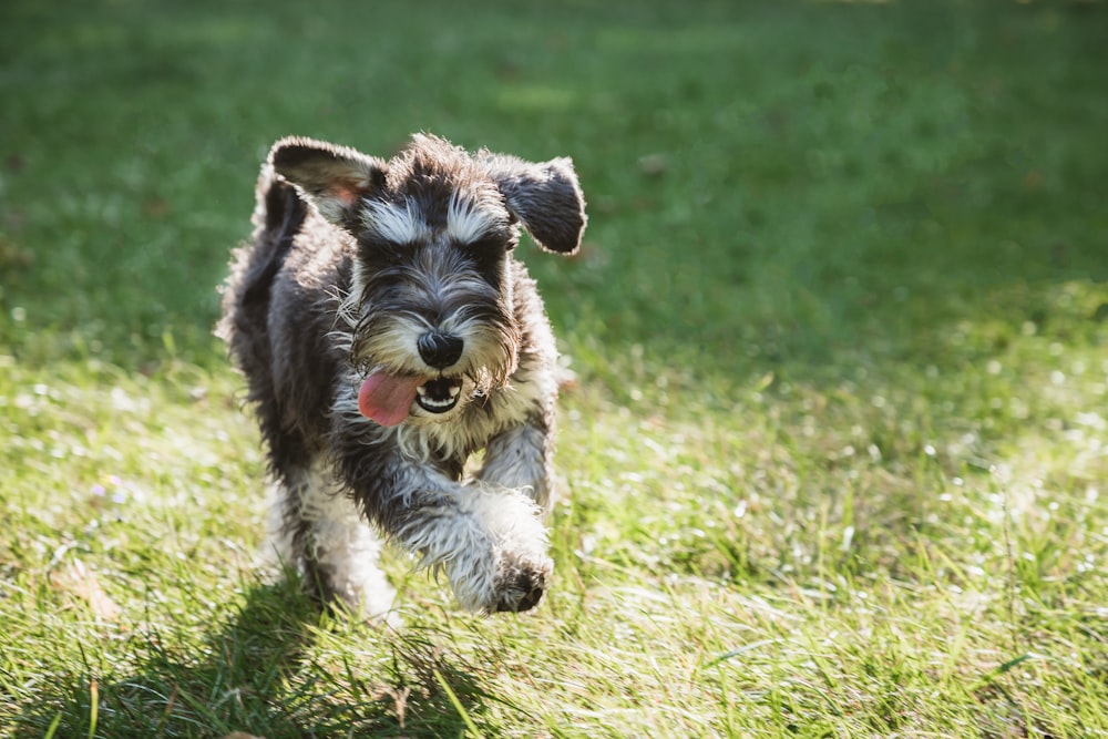 a dog running in the grass