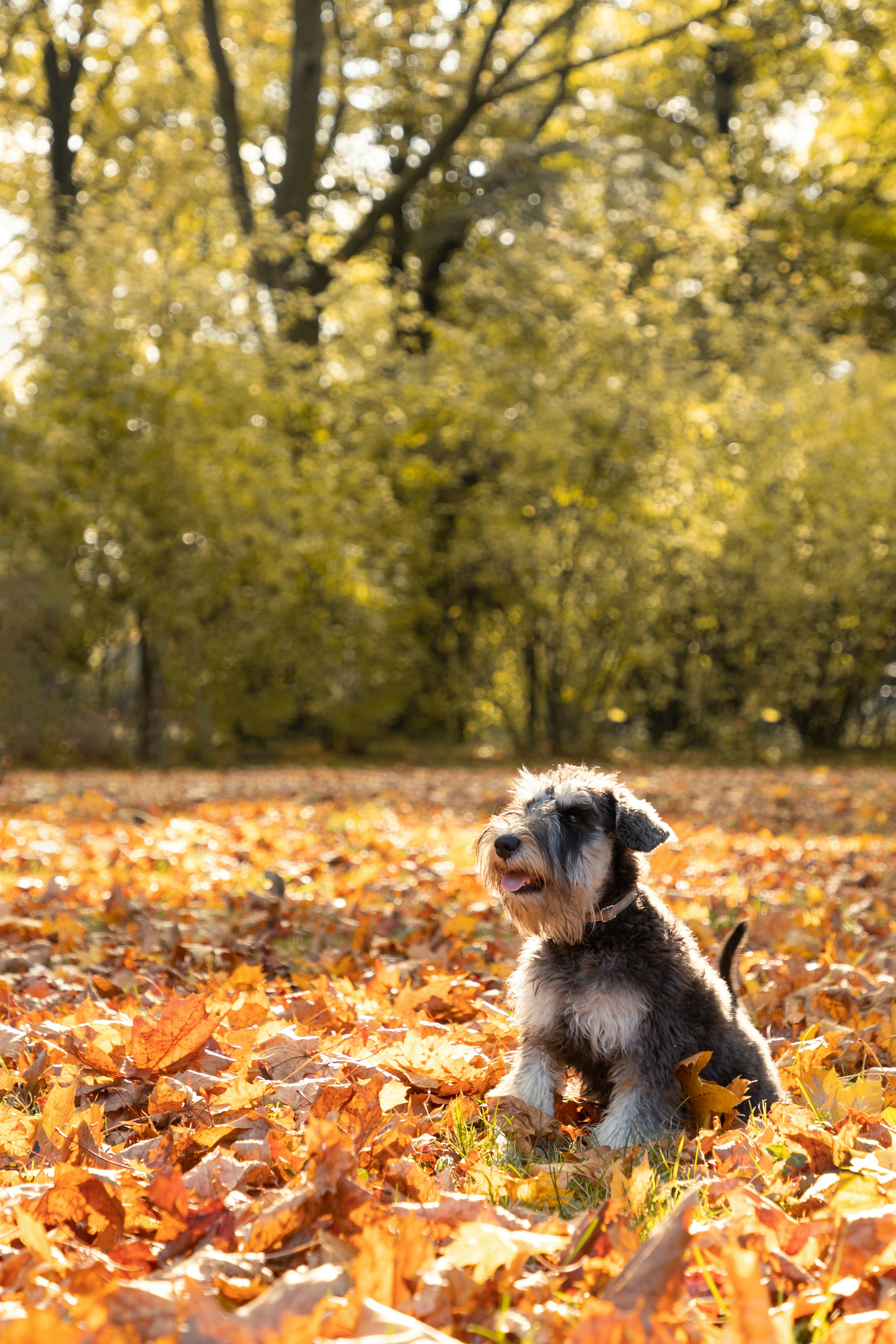 Imágenes de Miniature Schnauzer | Descarga imágenes gratuitas en Unsplash, image size:3000x4500
