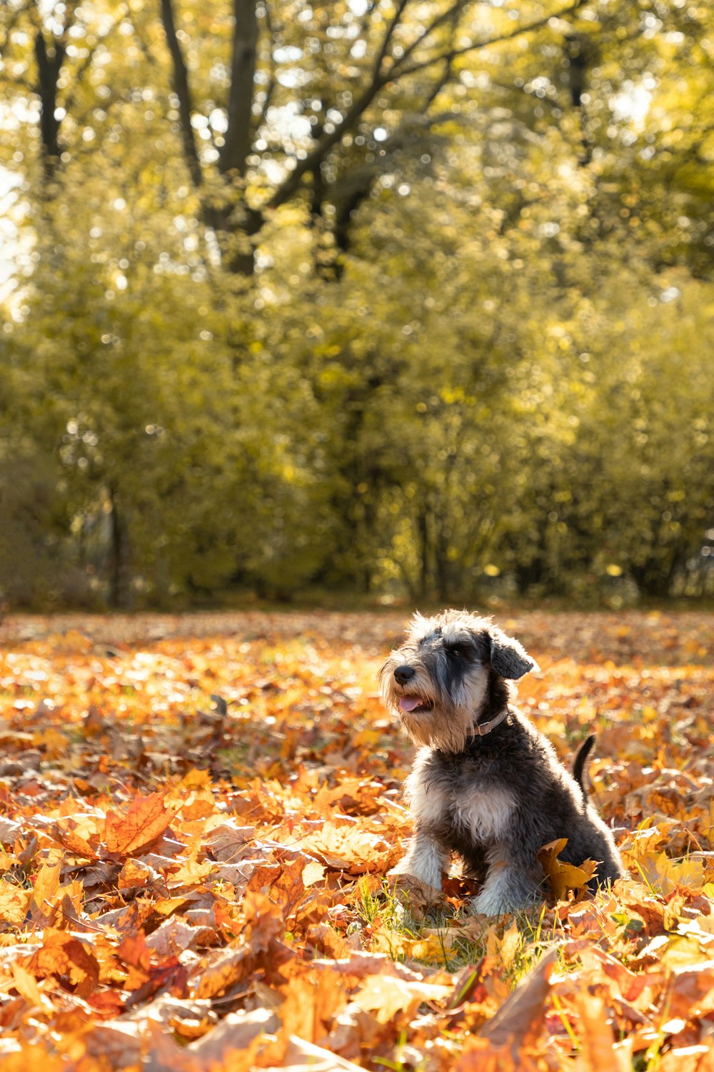 a dog running through leaves