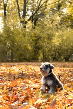 Silver Miniature Schnauzer puppy sitting among golden autumn leaves.